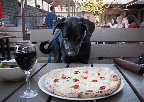 dog friendly restaurants near me